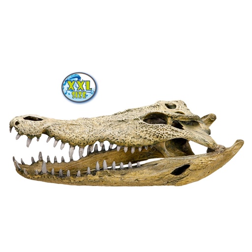 [NB28108] Aqua Ornamenten "KROKODILLENSCULL" L47,5 x B20,5 x H16 cm 