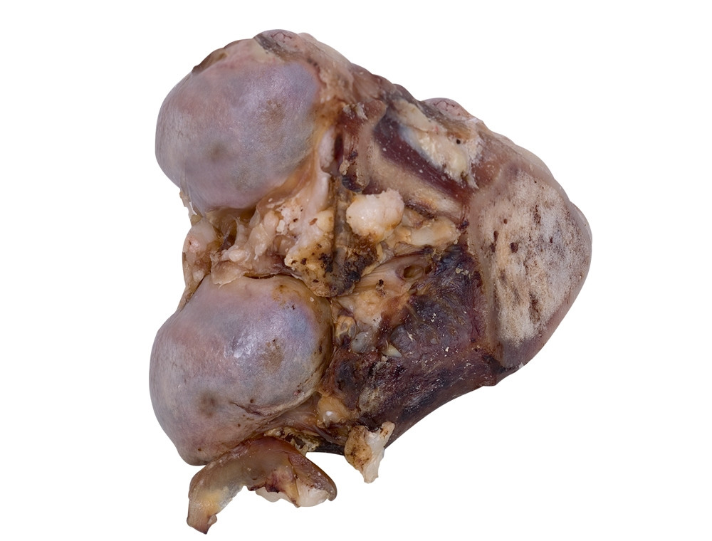 Gedroogde runderknokkel 9-11 cm 