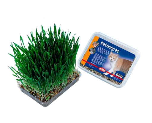 [NB71900] Kattengras