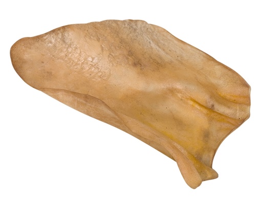 [NB72532] Oren van vee