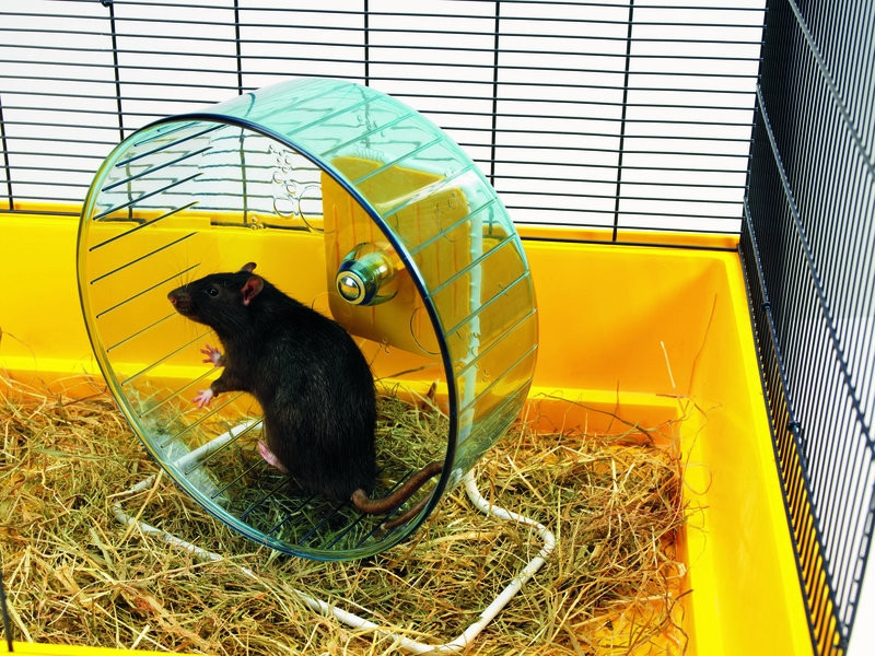 Hamsterrol "Rolly Giant"