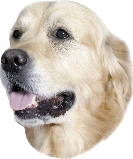 [NB93261] Golden Retriever-stickers 120 x 150 mm; 2 stuks 