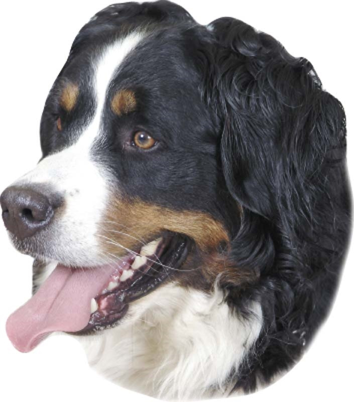 Sticker Berner Sennenhond 120 x 150 mm; 2 stuks 