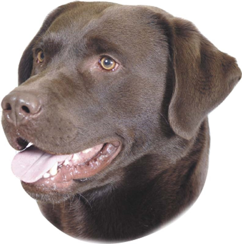 Sticker labrador bruin 120 x 150 mm; 2 stuks 