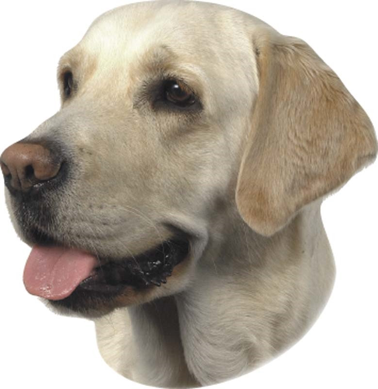Sticker Labrador licht 120 x 150 mm; 2 stuks 